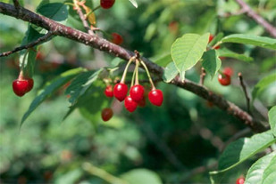 are pin cherry trees safe for dogs