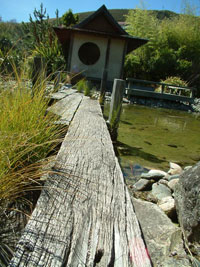 A wooden footbridge over a pond with grasses. 