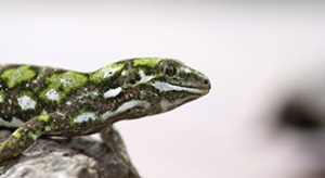 nelson green gecko 