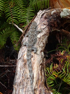 forest gecko Inaturalist  - image Jane Godsen