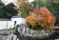 An autumn tree with orange leaves within a white walled garden of rocks. 