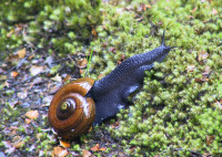 Dun Mountain Snail